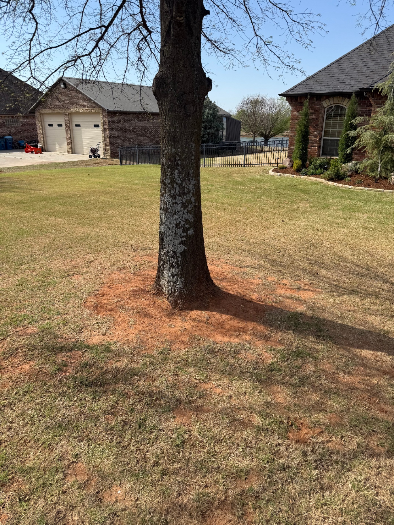 close-up of a tree base with bare red dirt before mulch install in Tuttle Oklahoma